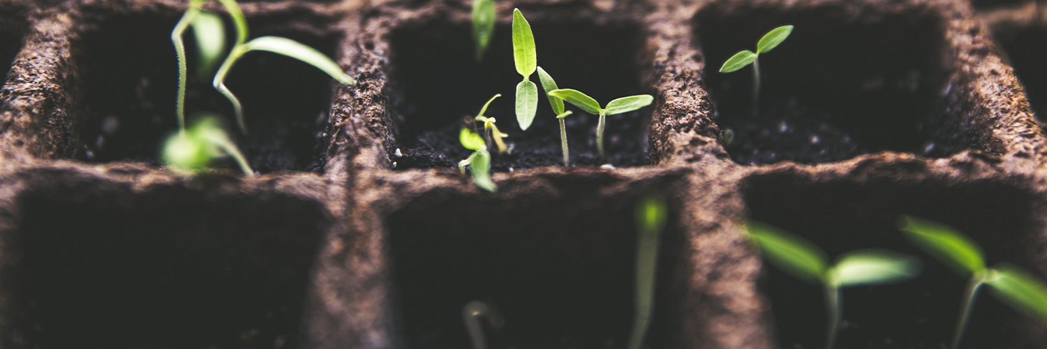 Seedlings growing in biodegradable pots